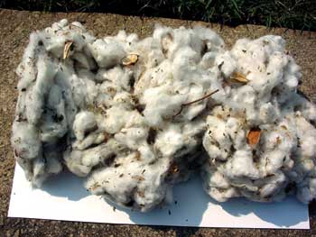 Raw Denim Term - Cotton Inspection