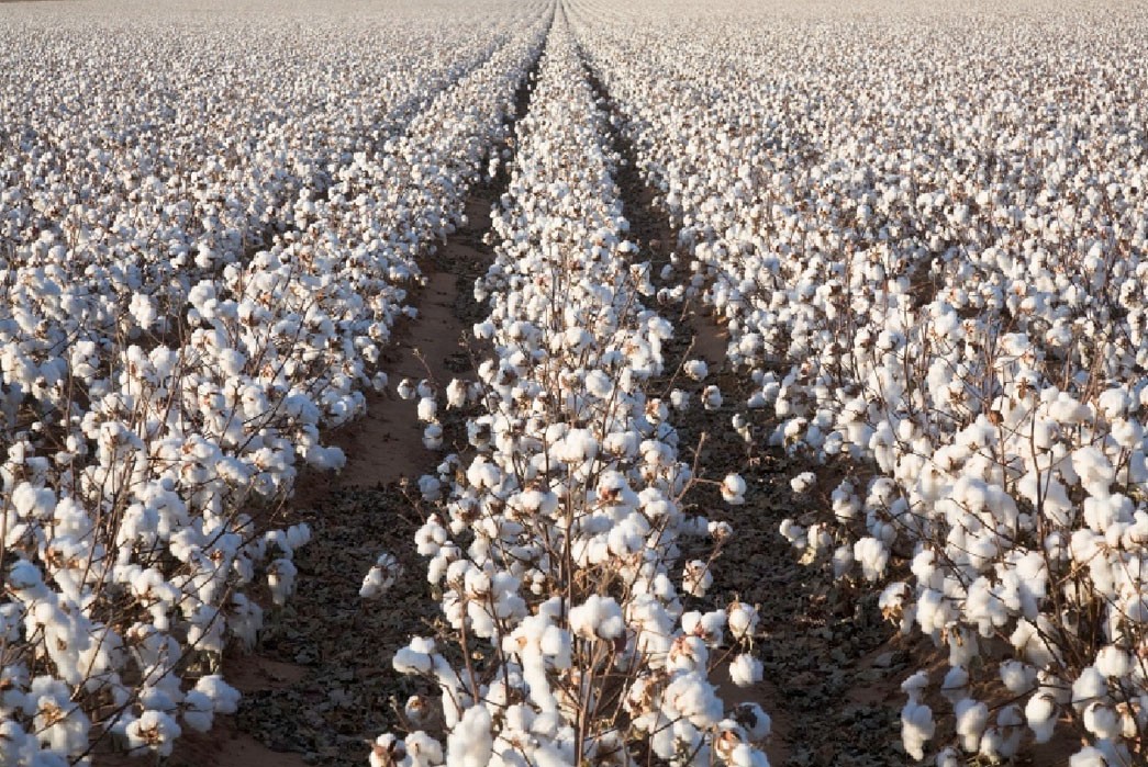 fair-to-middling-fields-of-cotton