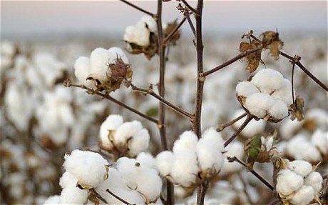 Raw Denim Basics - Know Your Cotton Types