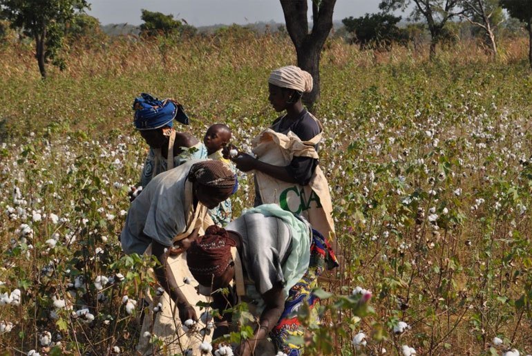 zimbabwe_cotton_picking