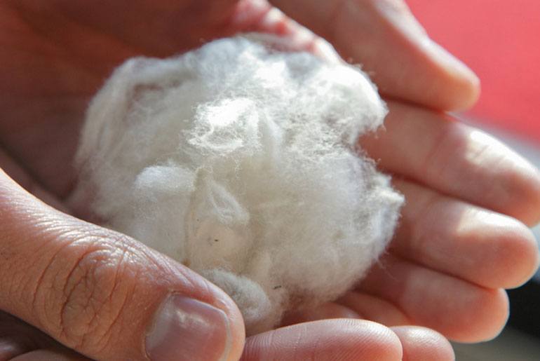 cotton ball in hands