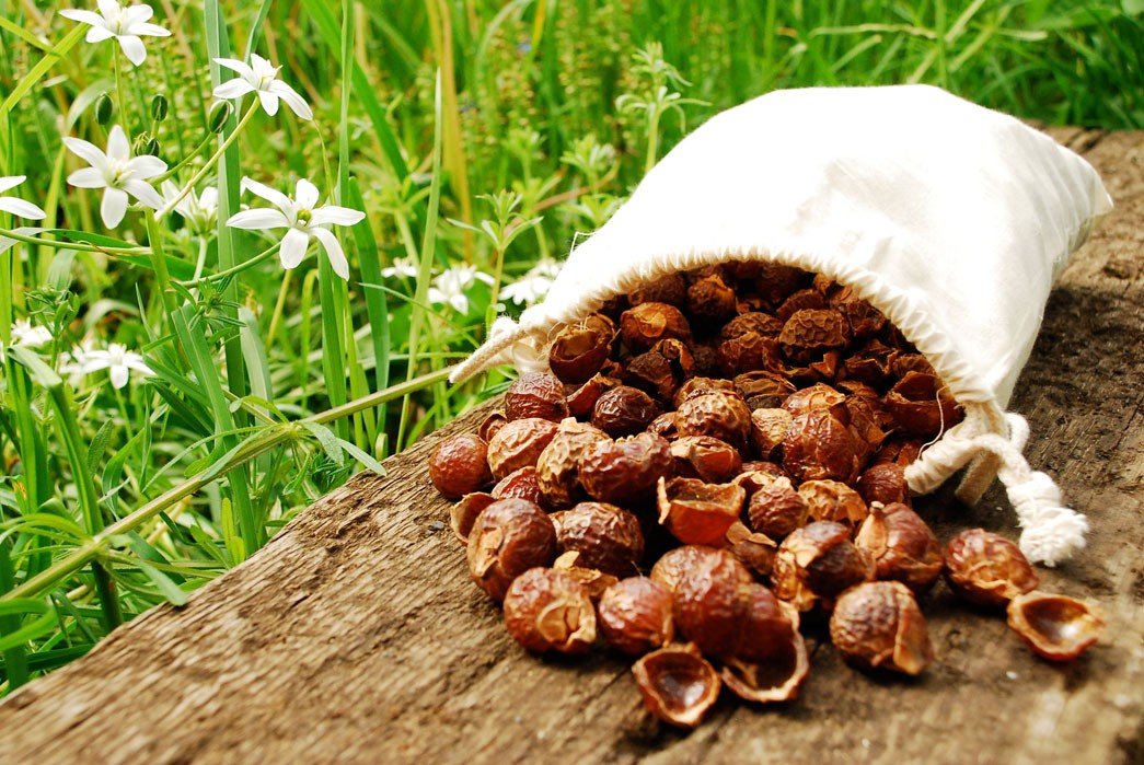 Soap nuts feature