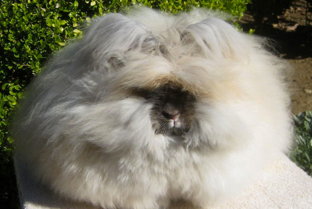 know-your-wools-cashmere-lambswool-angora-and-more-angora-rabbit-image-via-huffington-post
