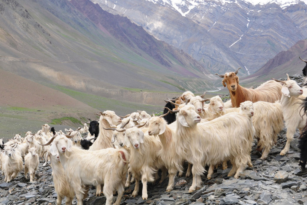 know-your-wools-cashmere-lambswool-angora-and-more-cashmere-goats-image-via-business-of-fashion