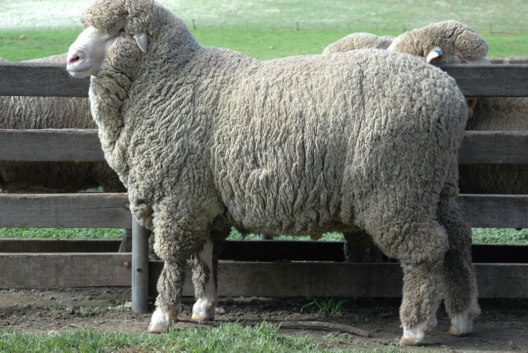 know-your-wools-cashmere-lambswool-angora-and-more-merino-wool-sheep-image-via-deborah-silver