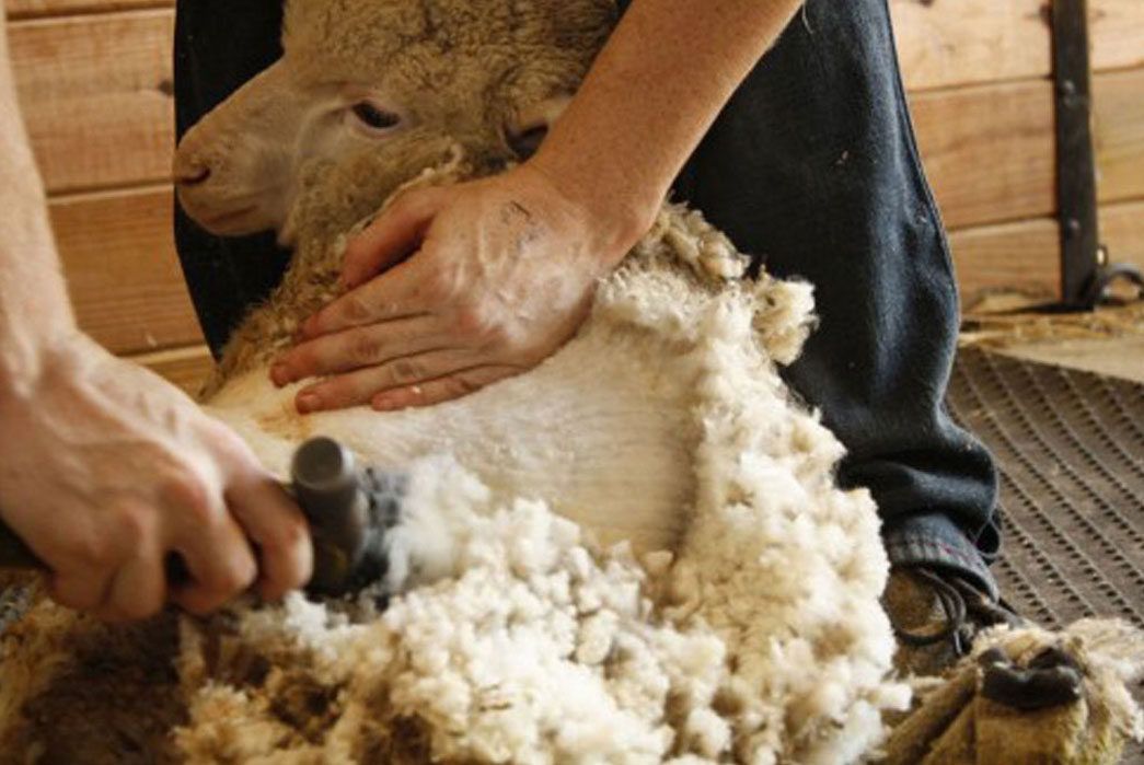 Know Your Wools: Cashmere, Lambswool, Angora and More