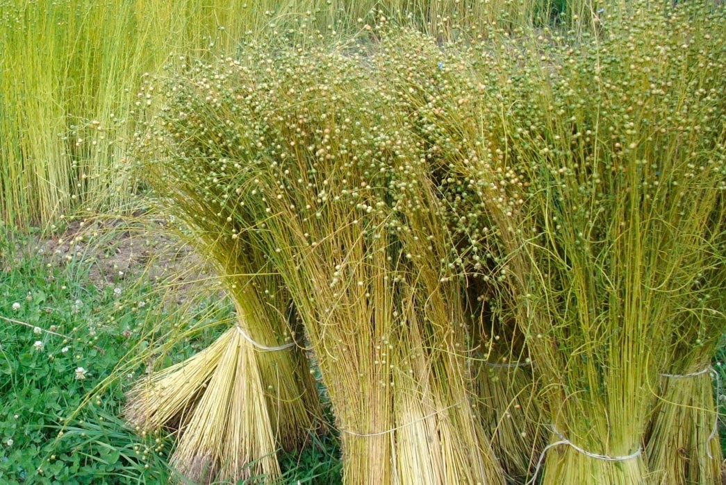 Flax plants used for linen. Image via Osca Ironing.