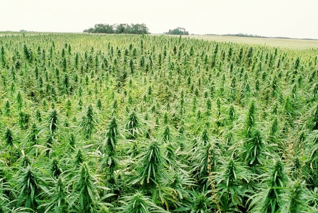 420-The-Time-Is-Right-For-Hemp-cannabis-plantation