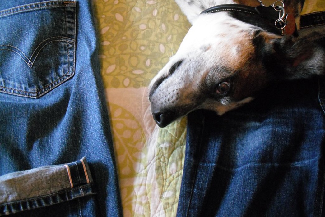 Fade-of-the-Day---Levi's-501-STF-and-J.-Crew-Matchstick-Rigid-(7-Years,-Unknown-Washe)-legs-selvedge-and-dog