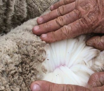 how-to-clean-and-maintain-wool-goods-hands