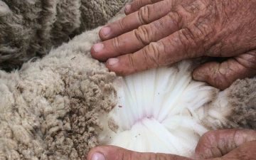 how-to-clean-and-maintain-wool-goods-hands