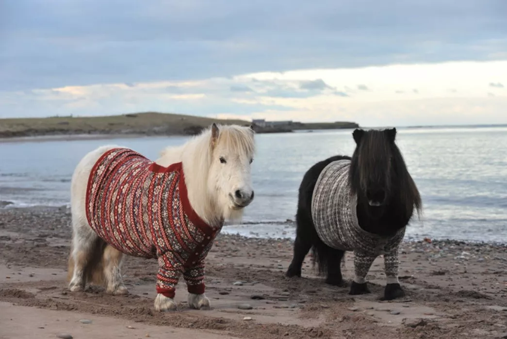 the history of ugly christmas sweaters miniature shetland ponies in fair isle sweaters.jpg