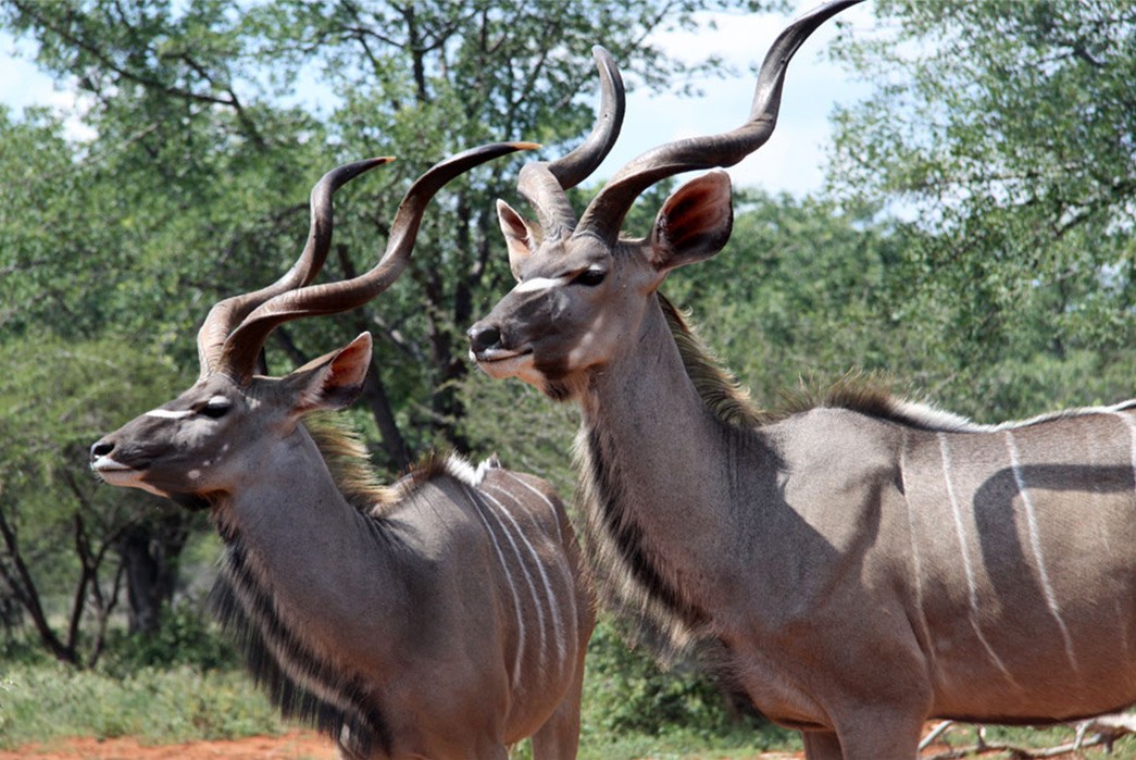 the-todo-on-kudu-what-is-this-antelope-leather-about-greater-kudu-via-rainsford-hunting