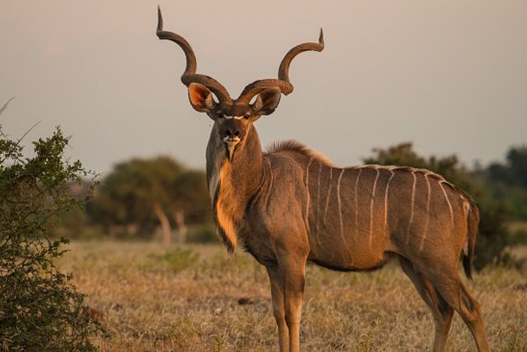 the-todo-on-kudu-what-is-this-antelope-leather-about-image-via-trip-advisor