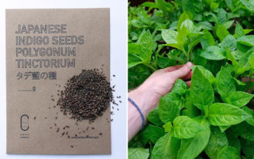 grow-your-own-indigo-plants-with-curious-corners-japanese-indigo-seeds-bag-and-plant