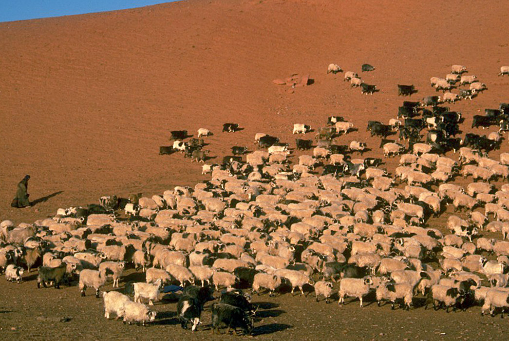 Noah's-Brendon-Babenzien-On-How-to-Run-a-Brand-the-Right-Way-Part-II-Fig.-5---Sheep-on-a-Tibetan-grassland-that-has-been-degraded-by-the-goats-used-to-grow-cashmere.-Desertification-of-Asian-grasslands-due-to-de