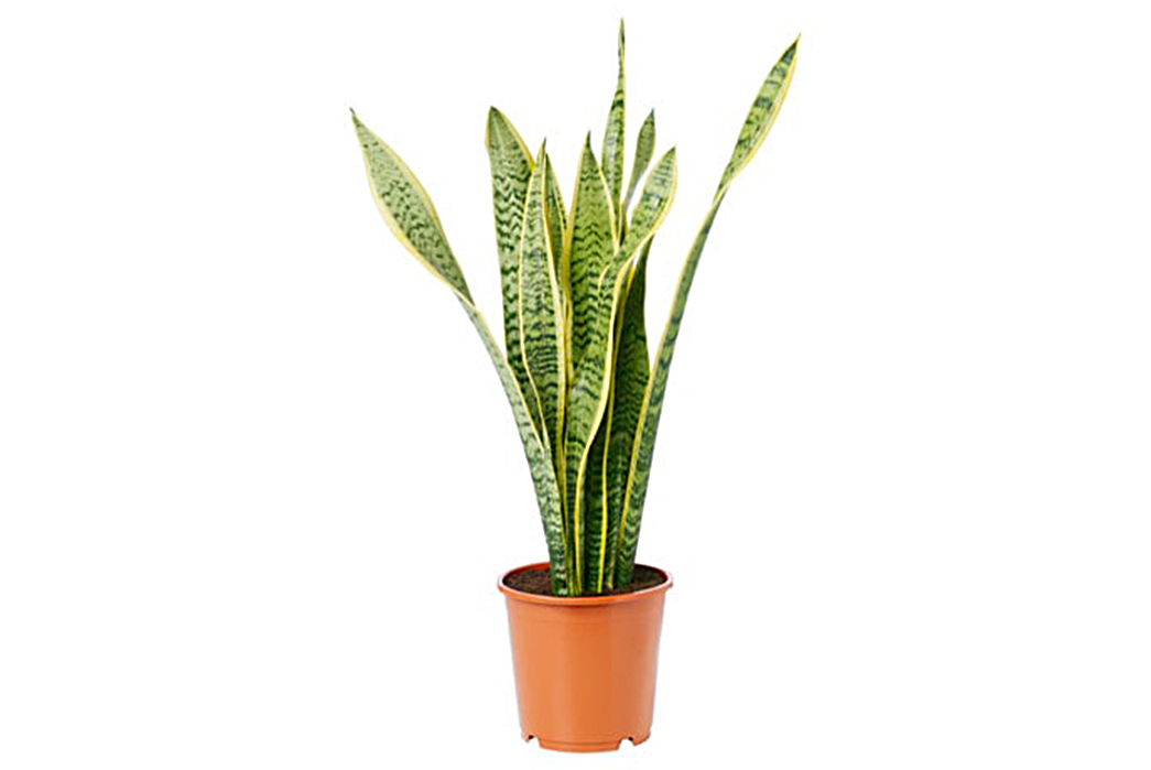A-Beginner's-Guide-To-House-Plants-Image-via-Ikea