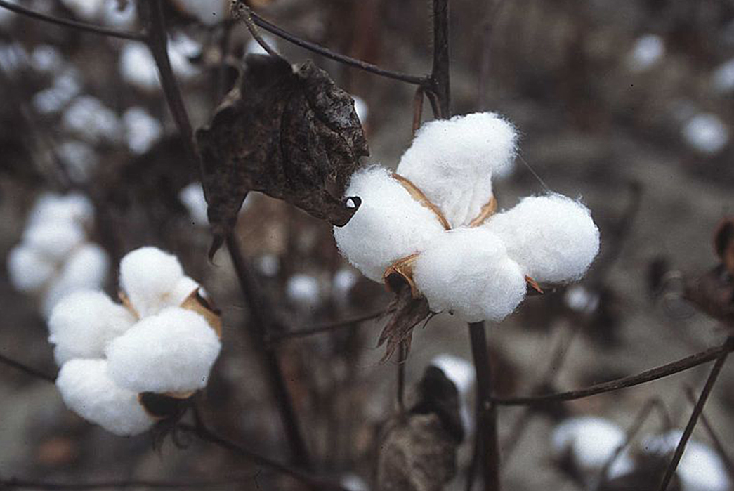 The-Types-of-Cottons-You-Should-Know-Upland-Cotton.-Image-via-Wikipedia.