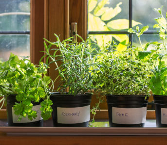 Home-Grows-Growing-New-Life-From-Your-Throwaways