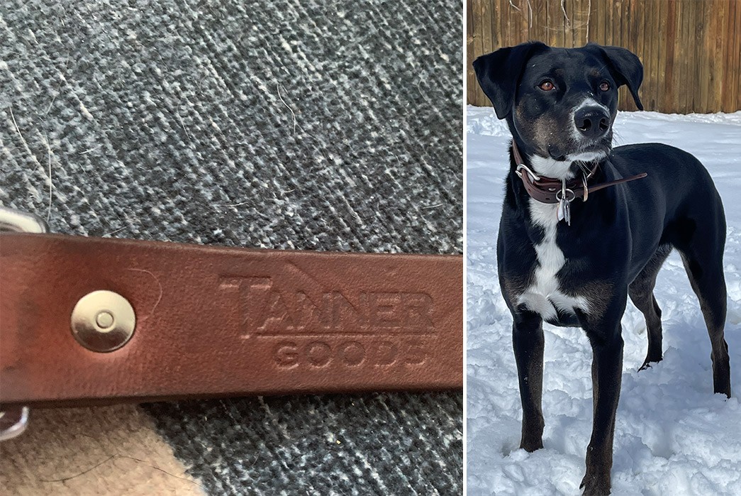 Fade-Friday---Tanner-Goods-Classic-Canine-Collar-(2.5-Years)