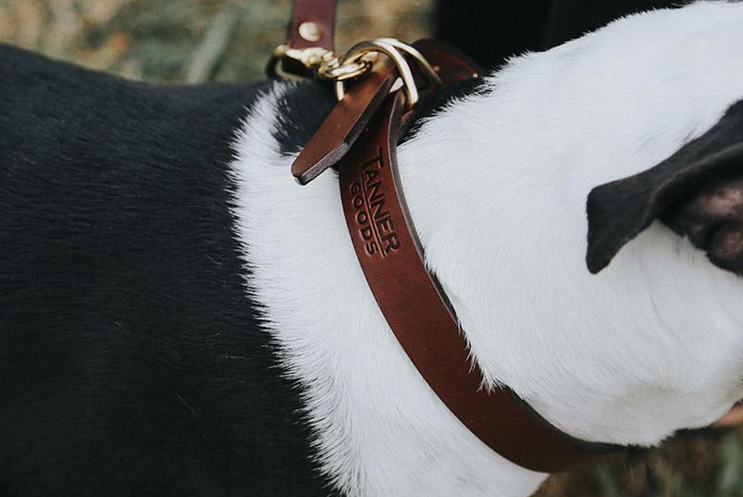 Tanner-Goods-Stocks-Up-On-Its-Classic-Canine-Collars-on-dog