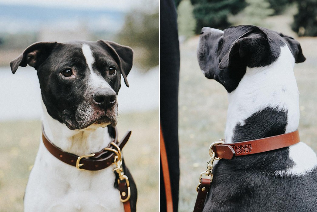 Tanner-Goods-Stocks-Up-On-Its-Classic-Canine-Collars