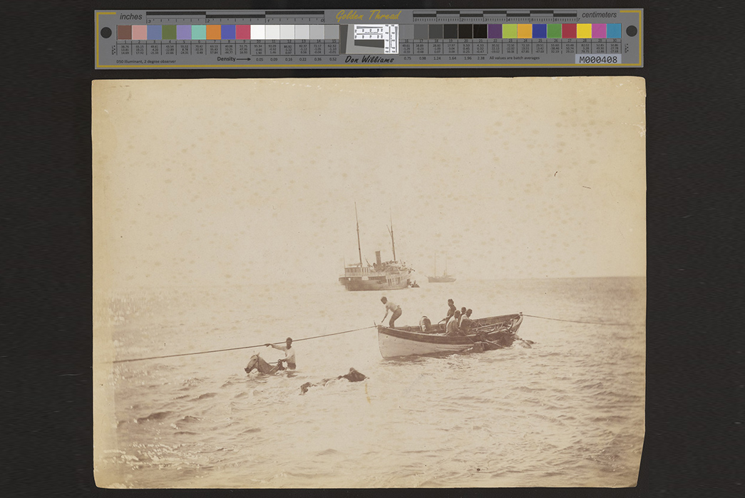 The-Plaid-Island---All-About-Palaka-Check-A-common-occurrence-was-herding-livestock-to-be-loaded-on-steamships-from-the-surf!-Image-via-Hawai'i-State-Archives.