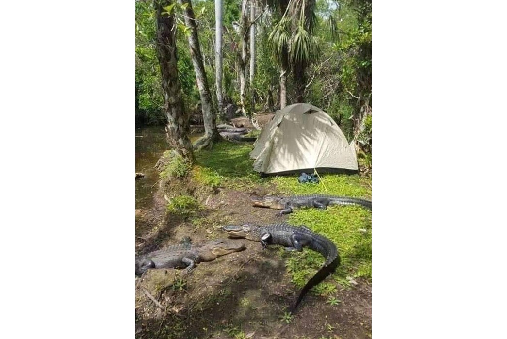 How-to-Get-Into-Camping-Part-2-Setting-up-Camp,-Cooking,-&-Thriving-Alligators-seeking-some-sun-near-a-campsite.-Notice-that-the-bank-is-devoid-of-grass-and-features-several-alligator-sized-ruts.